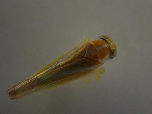 Alebra albostriella